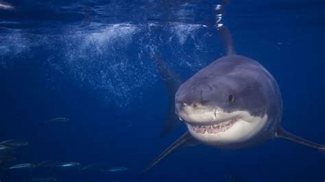 Sharks 12 Interesting Facts About The Marine Fish Flipboard