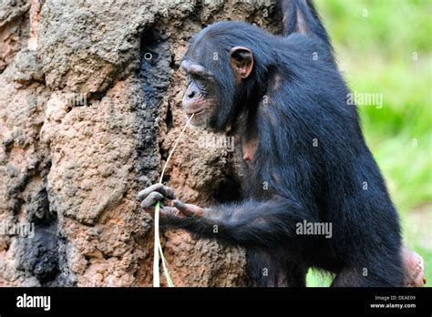 Common Chimpanzee Collecting Honey From A Man Made Ant Mound Stock