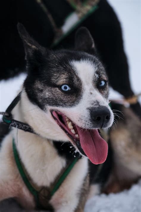 Northern Breed Of Sled Dogs Strong And Hardy Bright Blue Eyes Black