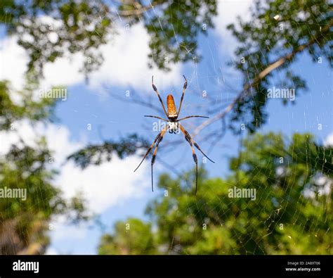 A Large Banana Spider Sits Atop Its Web In The Florida Everglades