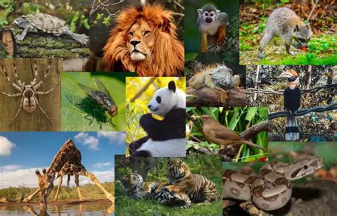 Conceptodefinición Animales Silvestres Características Y Ejemplos 2021