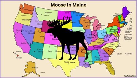 Moose In Maine Everything You Need To Know
