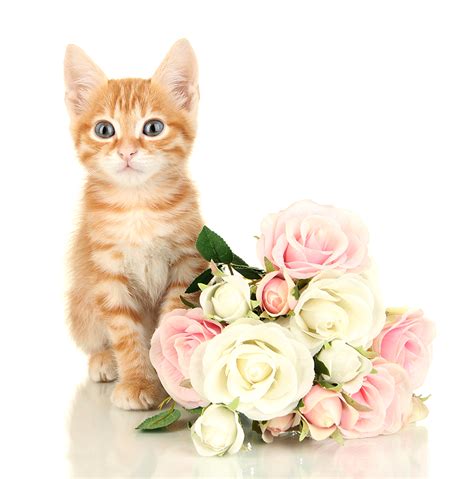 Learn About Flowers Toxic To Cats
