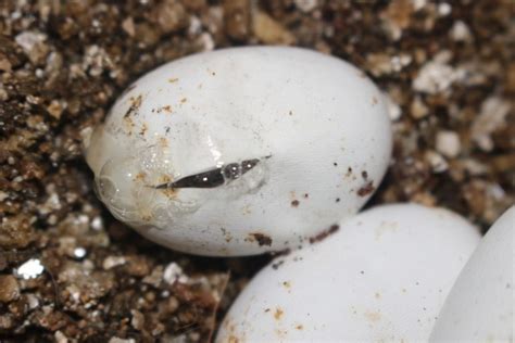 Everything You Need To Know About Snake Eggs 10 Pictures