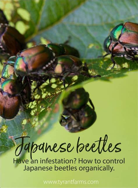 How To Control Japanese Beetles Organically Tyrant Farms