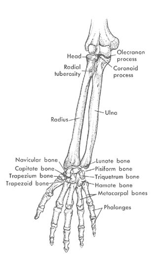 The humerus is the only bone of the upper arm. Parenthood Star breaks arm in bicycling accident ...