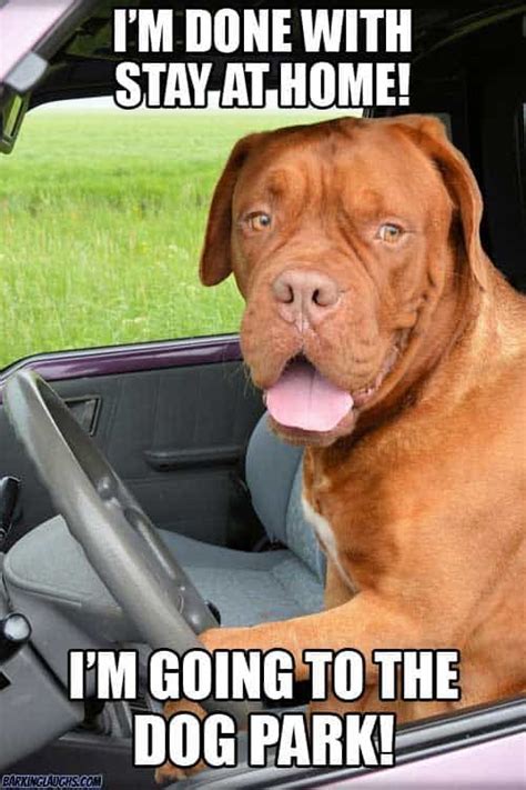 Over 65 Unforgettable Dog Memes Hilarious Pictures Unleashed In 2020