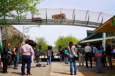Tigers Can Now Roam Outside Exhibits At Philadelphia Zoo