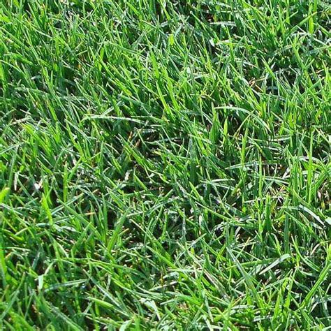 Buy Bermuda Lawn Grass 05 Kg Seeds Online From Nurserylive At Lowest