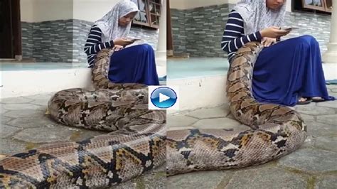 20 Foot Tall Python Snake Sleeps In Lap Of Girl Video Goes Viral Watch