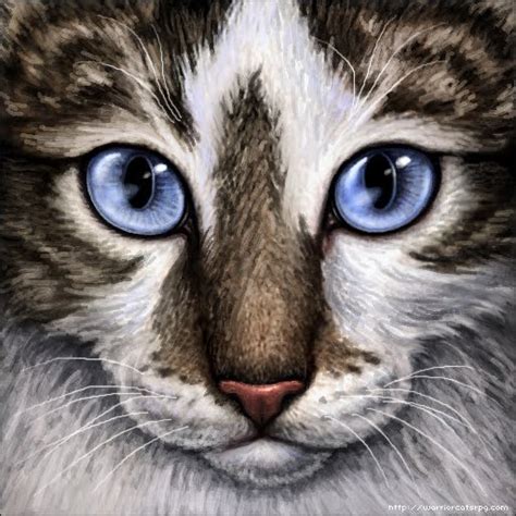 Even eye lashes can cause excess tearing, especially in conditions where they grow abnormally from the inside edge of the eyelid and irritate the eye. My Warrior Cats Pictures: Brown tabby and white cat - blue ...