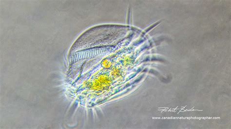 Microscopic Life In Ponds And Rainwater By Robert Berdan The Canadian