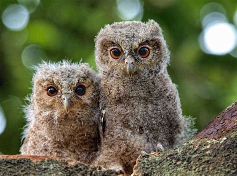 Baby Owls Owl Baby Owls Cute Animals