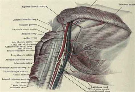 The Axillary Vessels Part 3
