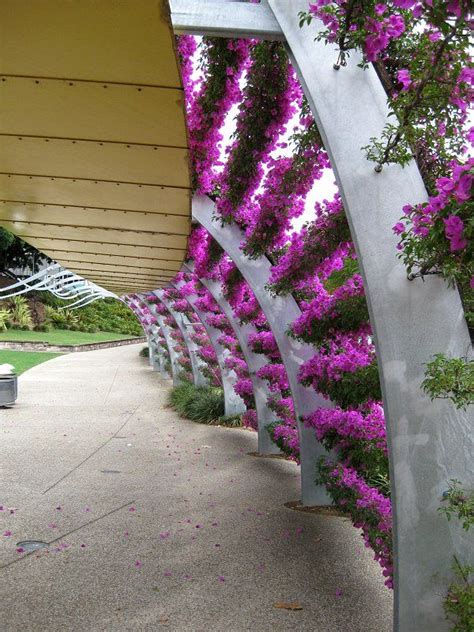 Once these are covered in vines the trellis will act like a big sail in heavy weather. Bougainvillea Wall Trellis Bougainvillea trellis wall | Bougainvillea trellis, Bougainvillea ...