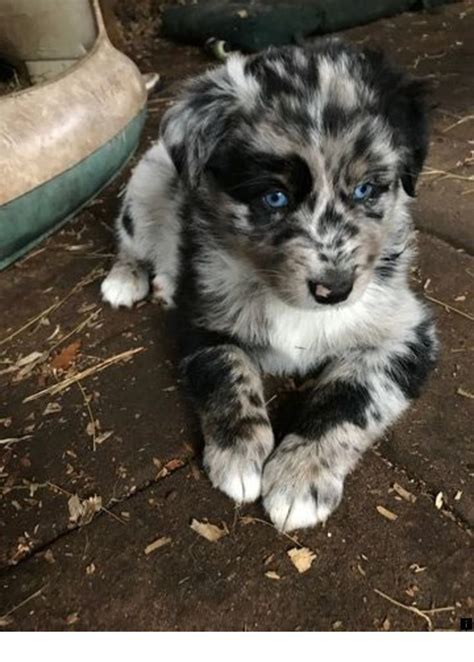 Incredible Australian Shepherd Border Collie Mix Puppies For Sale In