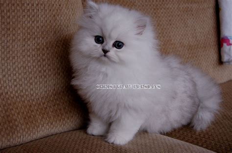 Browse kitties > persian > listings. Hypoallergenic Cats For Sale Near Me - Cat and Dog Lovers