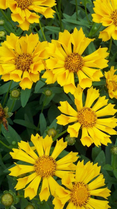 Buy Coreopsis Jethro Tull Plants Online Stadler Nurseries