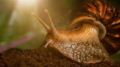 Macro Snail Hd Animals Wallpapers Hd Wallpapers Id 50076