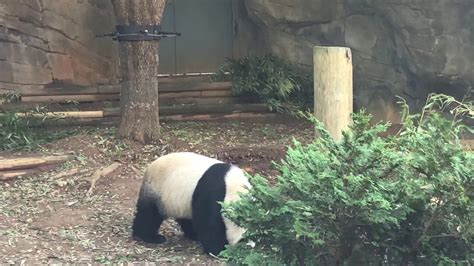 Oct 2019 Atlanta Zoo Panda Youtube