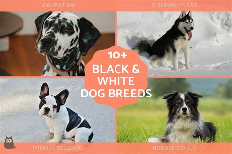 15 Black And White Dog Breeds List With Photos