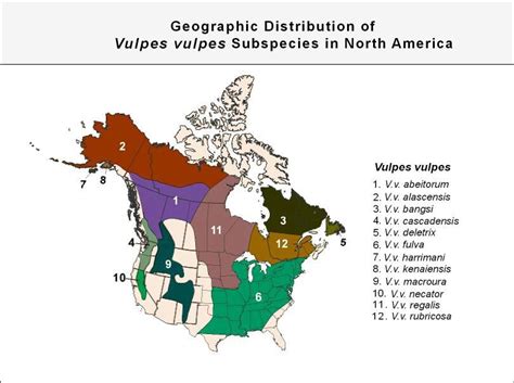 Red Fox Subspecies In North America North America America America 2