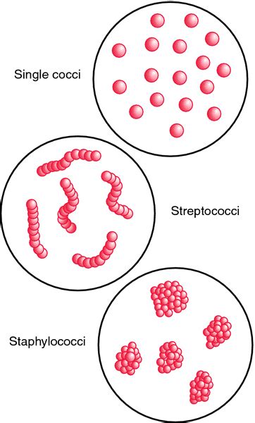 Coccus Definition Of Coccus By Medical Dictionary