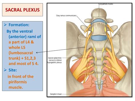 Ppt Sacral Plexus Femoral And Sciatic Nerves Powerpoint Presentation