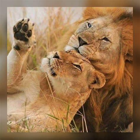 Pin By Kar3n59 On Jehovahs Awesome Creation Lion Love Animals