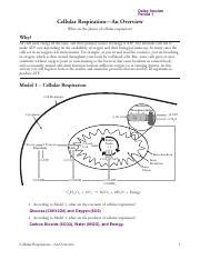 Photosynthesis and cellular respiration are important cell energy processes. POGIL Cellular Respiration-An Overview-S.pdf - Daisy Inocian Period 1 Cellular RespirationAn ...