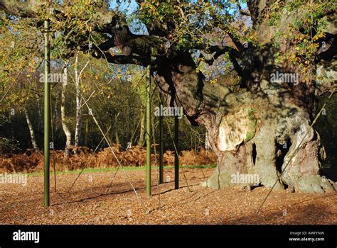 The Major Oak Tree Sherwood Forest Stock Photo Alamy