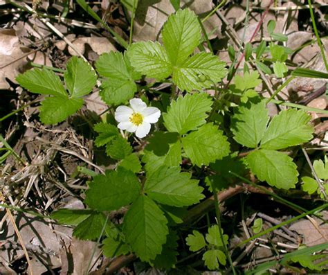 Wild Strawberry Facts And Health Benefits