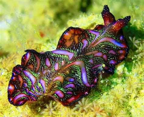 35 Stunning Sea Slugs Images That Will Mesmerize You Cutesypooh Sea