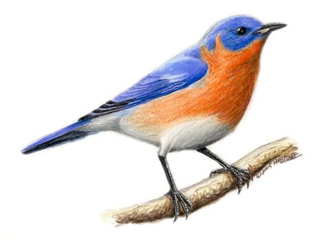 Eastern Blue Bird Clipart 20 Free Cliparts Download Images On