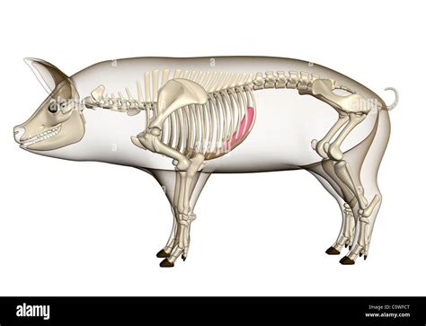 Pig Anatomy Spleen Skeleton Transparent Body Stock Photo Royalty Free