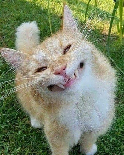 Pin By Angela On Cats Funny Animals Cute Cats Smiling Animals
