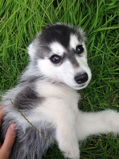 The cost of your puppies vaccinations will vary depending on what type of dog breed they are; 1 beautiful Husky puppy FOR SALE | Walsall, West Midlands ...