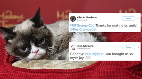 Grumpy Cat Has Died And The Internet Is In Mourning Indy100 Indy100