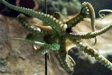 Its Cephalopod Week Heres Why Squids And Octopuses Are Truly Amazing