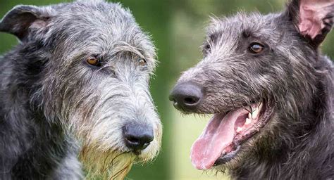 scottish deerhound  irish wolfhound  complete comparison