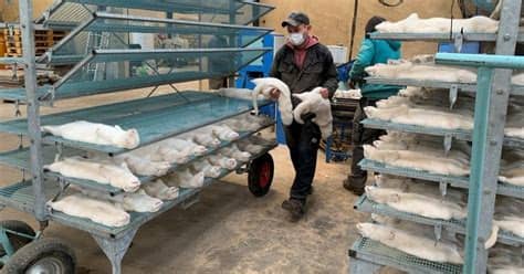 El nombre se deriva de su apariencia bajo el microscopio: Aerolíneas británicas cancelan vuelos a Dinamarca por ...