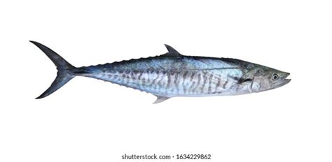 Scomberomorus guttatus is a marine fish of the family of the mackerels and tunas. King Mackerel Images, Stock Photos & Vectors | Shutterstock