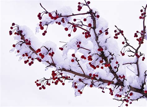 Crabapples With Winter Interest Laidback Gardener