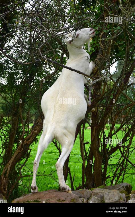 Ireland Irish Goat Hi Res Stock Photography And Images Alamy