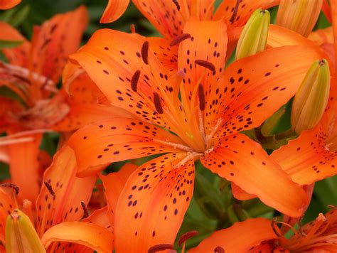 Orange Lily Flower Pictures Beautiful Flower Arrangements And Flower