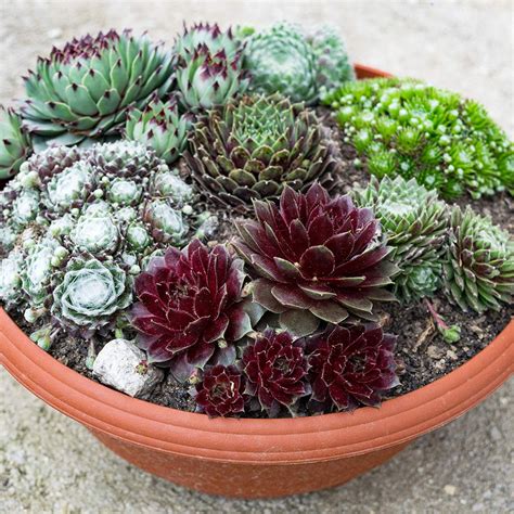 you garden limited sempervivum hardy alpine succulents plants collection 6 x 9cm pots shrub