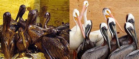 International Bird Rescue Every Bird Matters Oil Spill Response