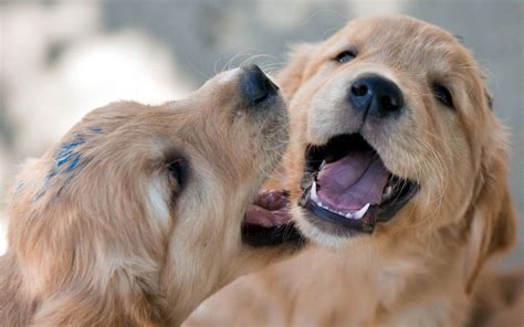 Hd Playful Dogs Background Pictures Wallpaper Download Free 143548