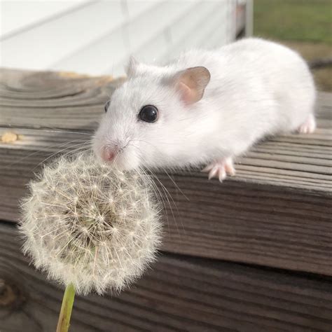 Meet Quartz The White Djungarian Dwarf Hamster Instagram Quartzthe