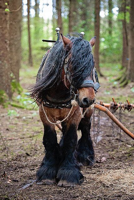 Trojen Horses By Jennifer Osullivan Working Draft Horse The